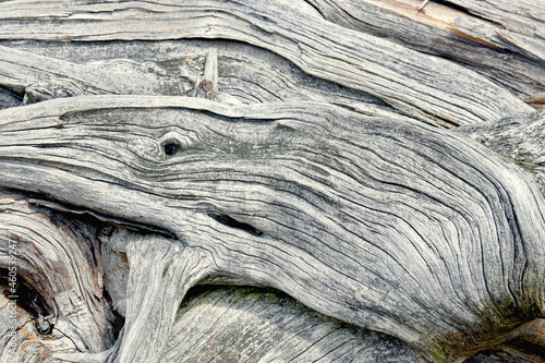 A whale image hidden in driftwood.  Background driftwood. Weathered wood. 
