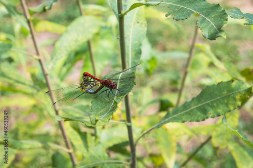 Pair of dragonflies breeding on a bush leaf in the summer. © MihaiSebastian