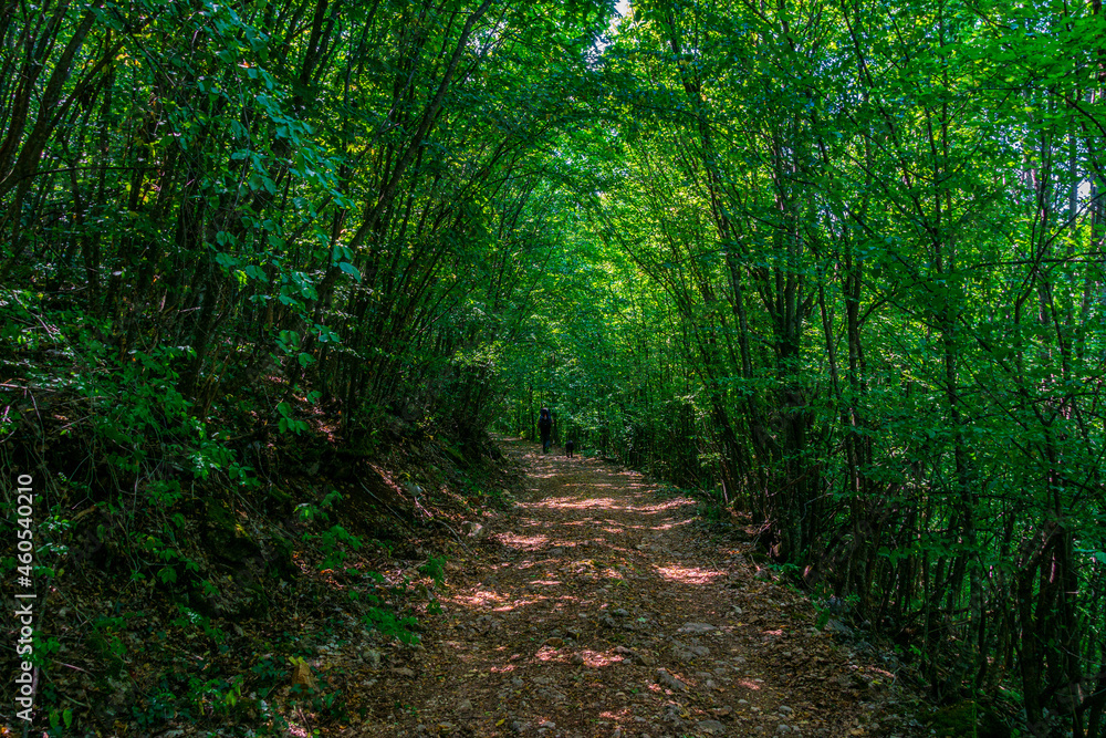 Fototapeta premium Forest