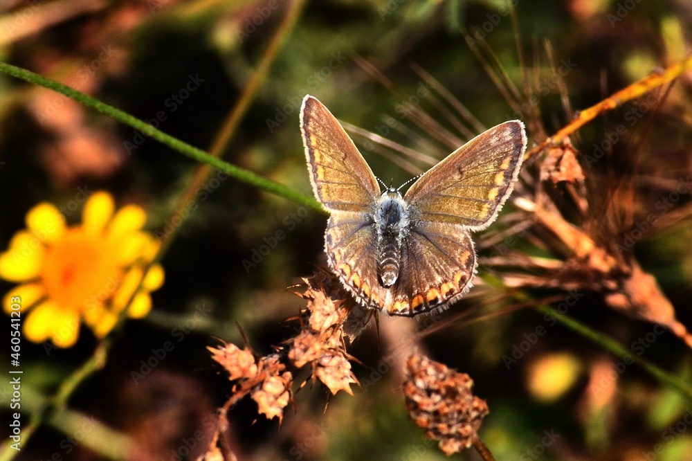 Fototapeta premium butterfly on leaf