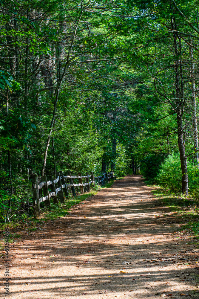 Obraz premium a walk through the forest of rutland state forest
