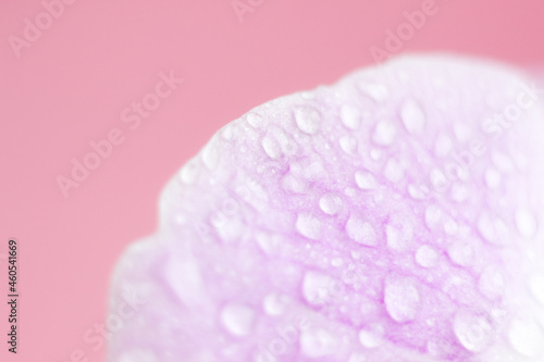 Macro flower blossom with water droplet. Abstract nature blurred background. Beautiful Macro shot with tender wet blossom.