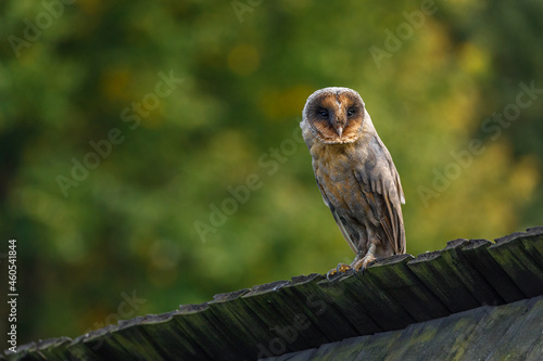 Owl in evening. Barn owl, Tyto alba, black dark form perched on old wooden fence in village. Beautiful owl with heart-shaped face. Urban wildlife. Rare dark form of bird. Isolated on green background.