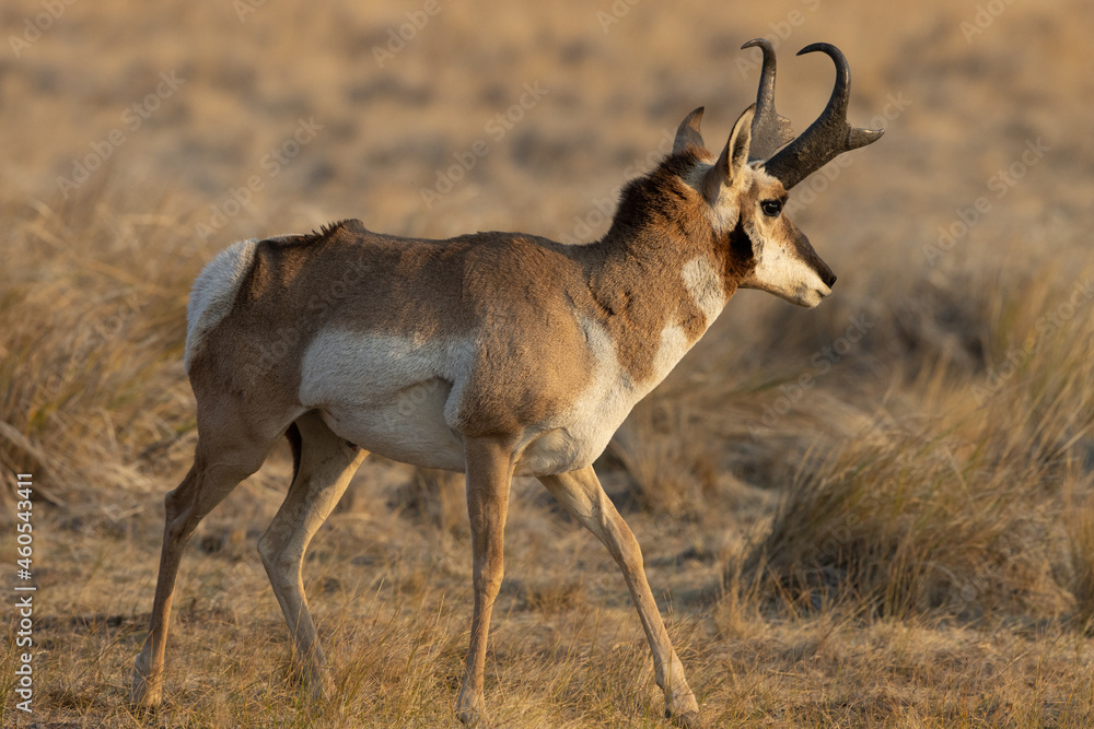pronghorn antelope, bucks,