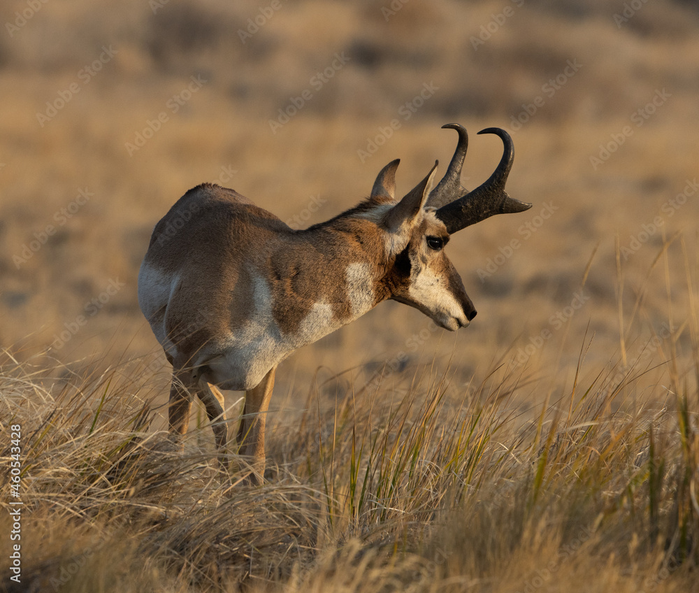 pronghorn antelope, bucks,