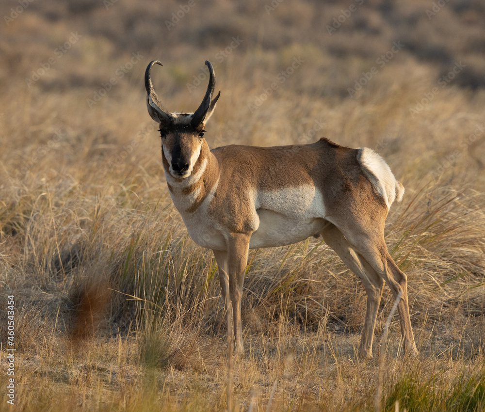 pronghorn antelope, bucks,