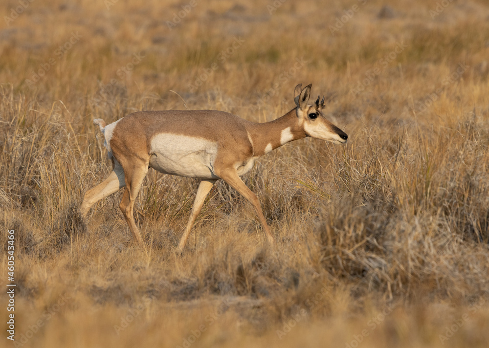 pronghorn antelope, bucks,