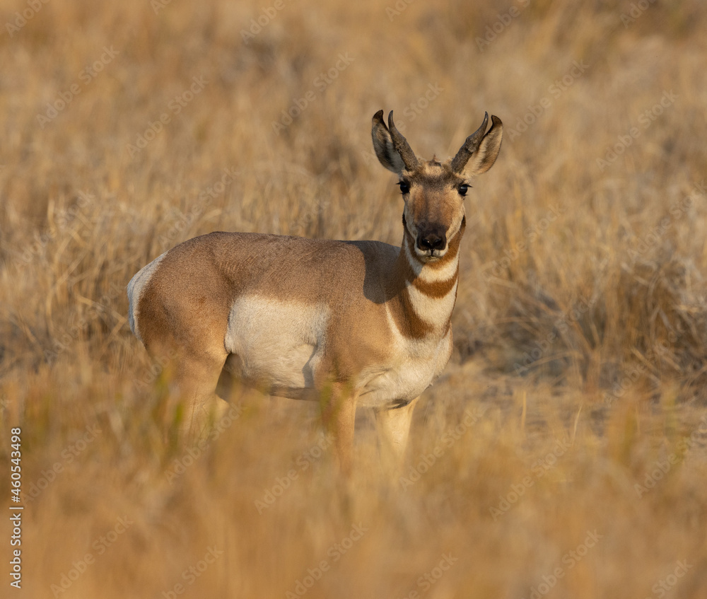 pronghorn antelope, bucks,