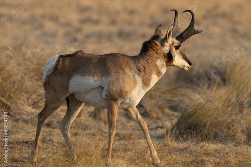Obraz na płótnie pronghorn antelope, bucks, w salonie