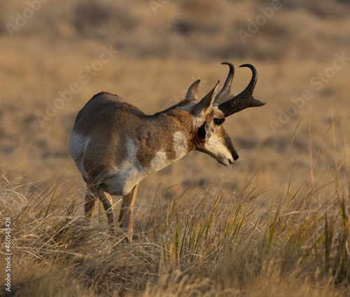 Obraz na płótnie pronghorn antelope, bucks, w salonie