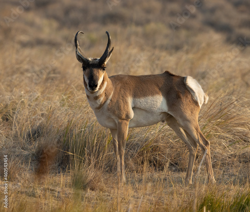 Obraz na płótnie pronghorn antelope, bucks, w salonie
