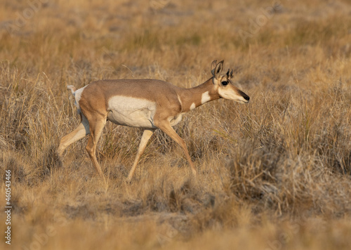 Obraz na płótnie pronghorn antelope, bucks, w salonie