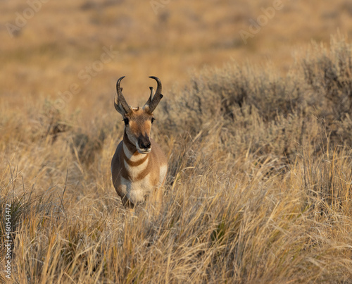 Obraz na płótnie pronghorn antelope, bucks, w salonie