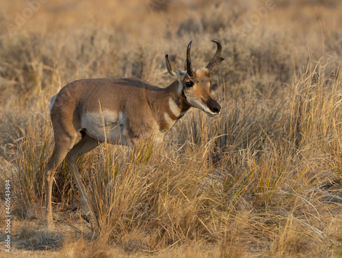 pronghorn antelope, bucks,  © Northern Desert 