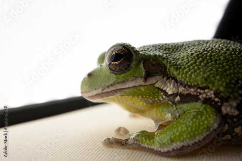 Macro American green tree frog Hyla cinerea photo