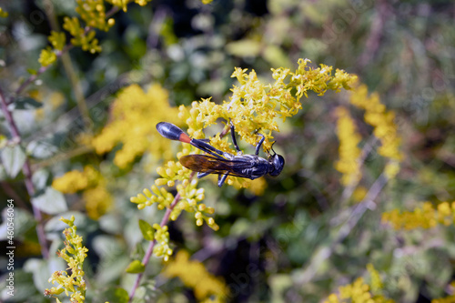 Macro black Common Thread-waisted Wasp (Eremnophila aureonotata) on yellow goldenrod flower on sunny day photo