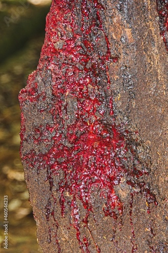 Bloodwood tree, Pterocarpus angolensis or Kiaat or Mukwa is wild Teak tree of South Africa. Fragment of trunk surface with bleeding dark-red sap after recieved damage.Looks exactly like human blood. photo