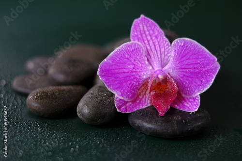  Orchid flower and massage stones in water drops on a dark green background.Beautiful nature wallpaper.