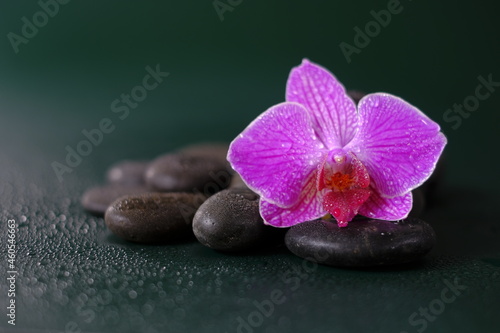  Spa and wellness . Orchid flower and massage stones in water drops on a dark green background.