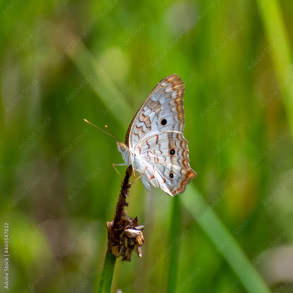 Obraz premium Butterfly