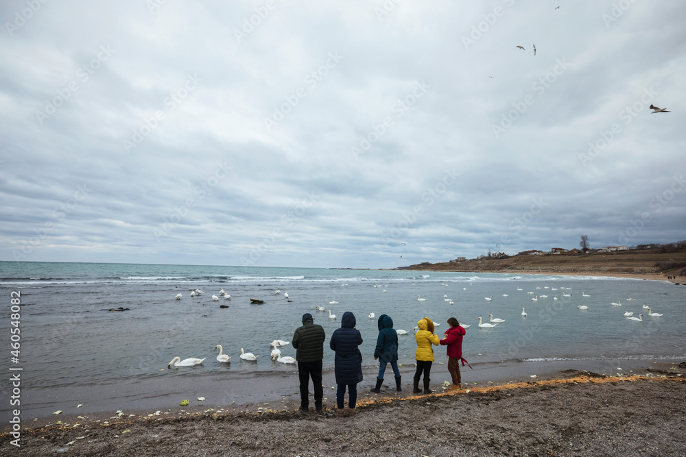 A lot of people want to see the swans in the Black Sea and flock to the beach at Eforie Sud during the winter.
