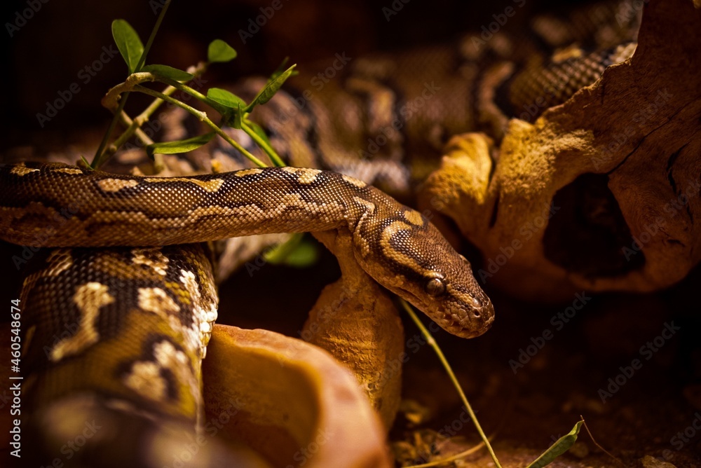 Fototapeta premium Python