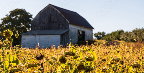 An old barn in a field of dying sunflowers on a sunny fall day in Wexford, Pennsylvania, USA photo