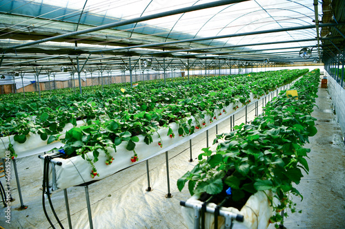 Inside modern strawberry farm in Korea. Industrial berry farming in a greenhouse.