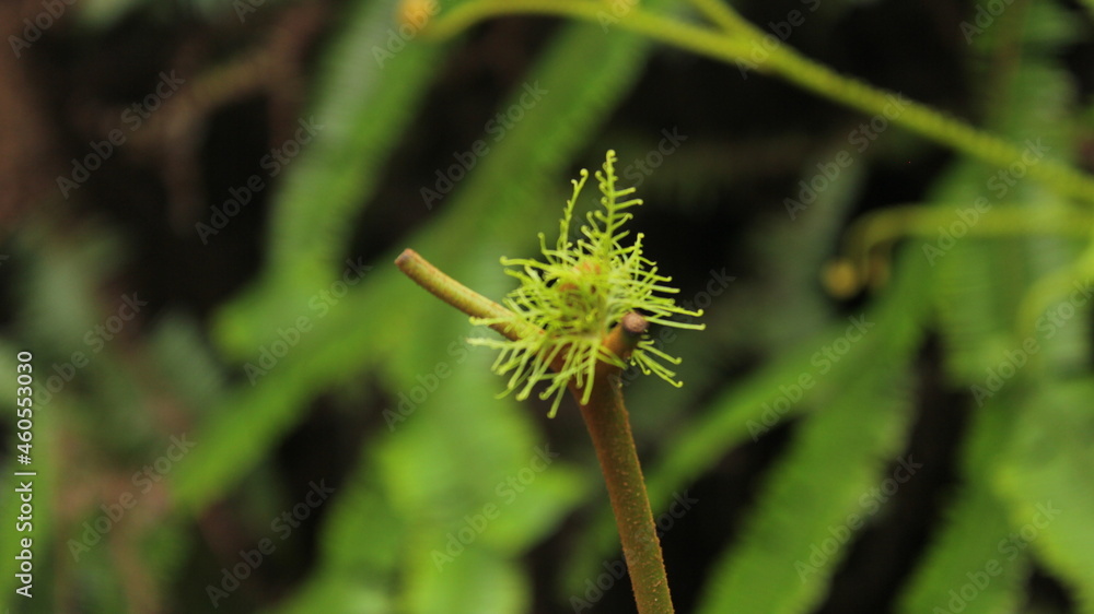 flower of a dandelion