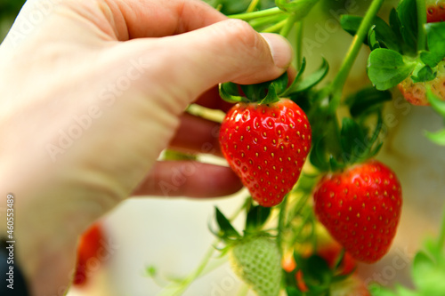 Fresh Strawberry in Strawberry farm.
