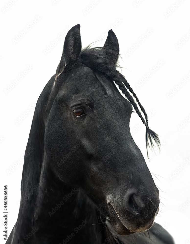 Portrait of a black friesian horse on a white background