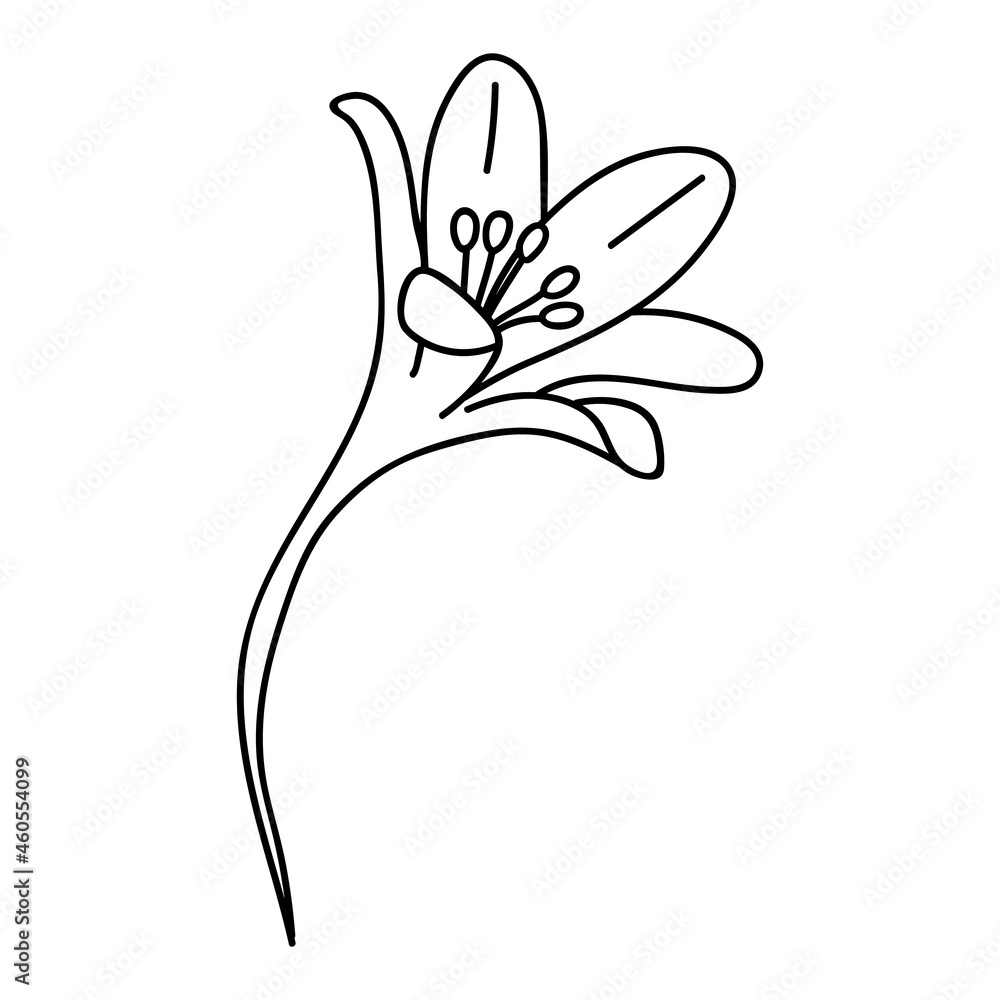 Single hand drawn lily. Vector illustration in doodle style. Isolate on a white background.