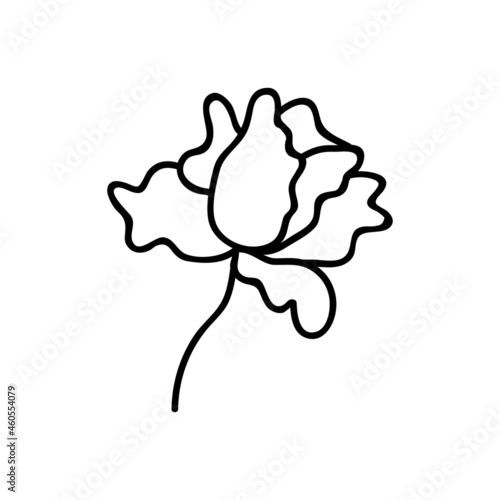 Single hand drawn flower head. Vector illustration in doodles style. Isolate on a white background.