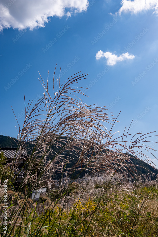 Fototapeta premium ススキ 美しい日本の風景