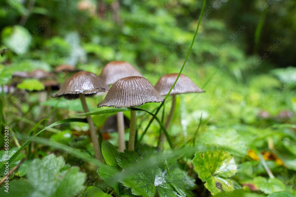 Pilze und Beeren im Wald