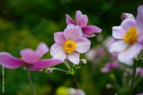 Pale pink Japanese anemone flower in bloom  Anemone hupehensis 