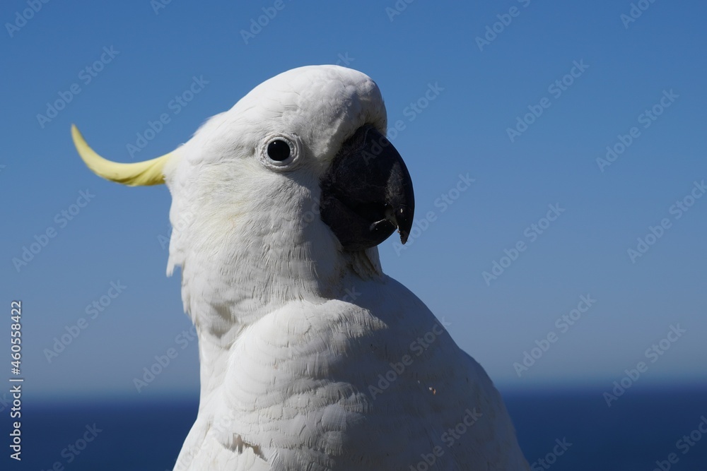 Close Up Head Shot of a Sulphur-Crested Cockatoo against Blue Sky Close Up Head Shot of a Sulphur-Crested Cockatoo against Blue Sky