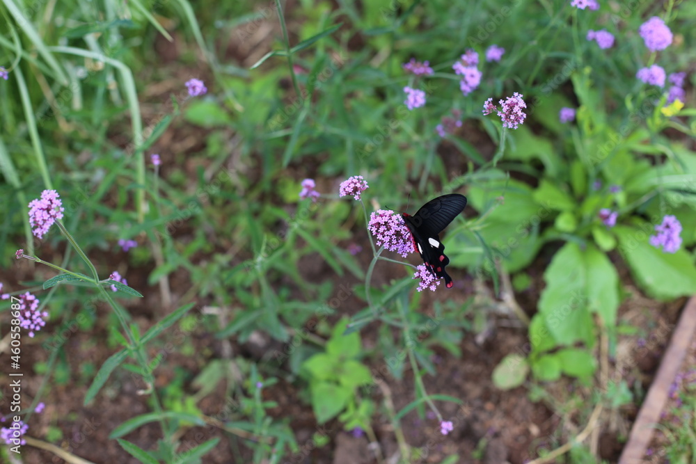 The Field of Verbena Flower and black butterfly The Field of Verbena Flower and black butterfly