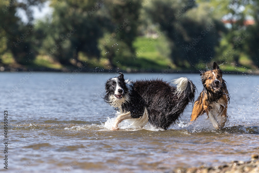 Two border collies running and playing at the beach bank of a river