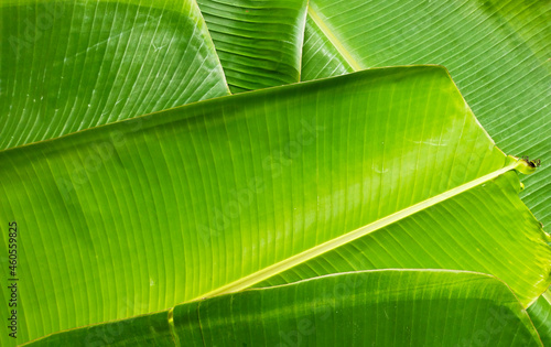 Close up banana leaf texture with beautiful pattern