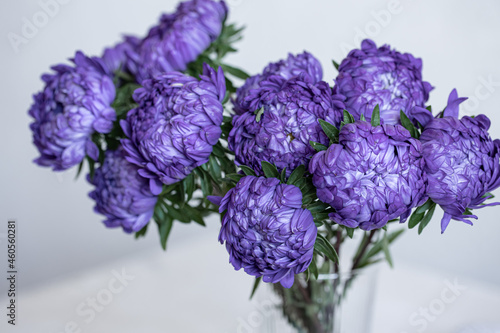 Close-up of blue chrysanthemums on a blurred background.