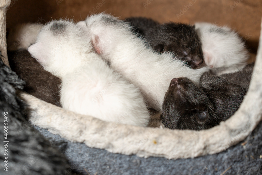 Funny Sleeping Litter of Cute Newborn Kittens Funny Sleeping Litter of Cute Newborn Kittens