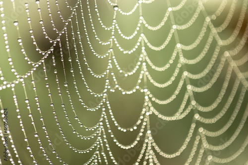 A beautiful spider web covered with dewdrops in the sunlight.