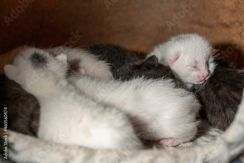 Cute Newborn Baby Kittens Sleeping Together Cuddled Up