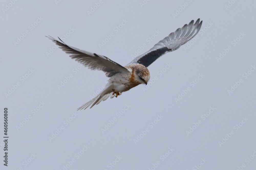 Close view of a juvenile white-tailed kite flying, seen in the wild in North California Close view of a juvenile white-tailed kite flying, seen in the wild in North California