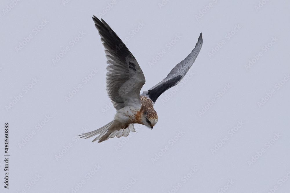 Close view of a juvenile white-tailed kite flying, seen in the wild in North California Close view of a juvenile white-tailed kite flying, seen in the wild in North California