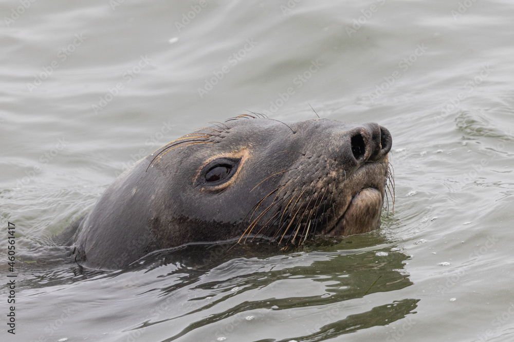 Obraz premium Close up of a Northern elephant seal, seen in the wild in North California