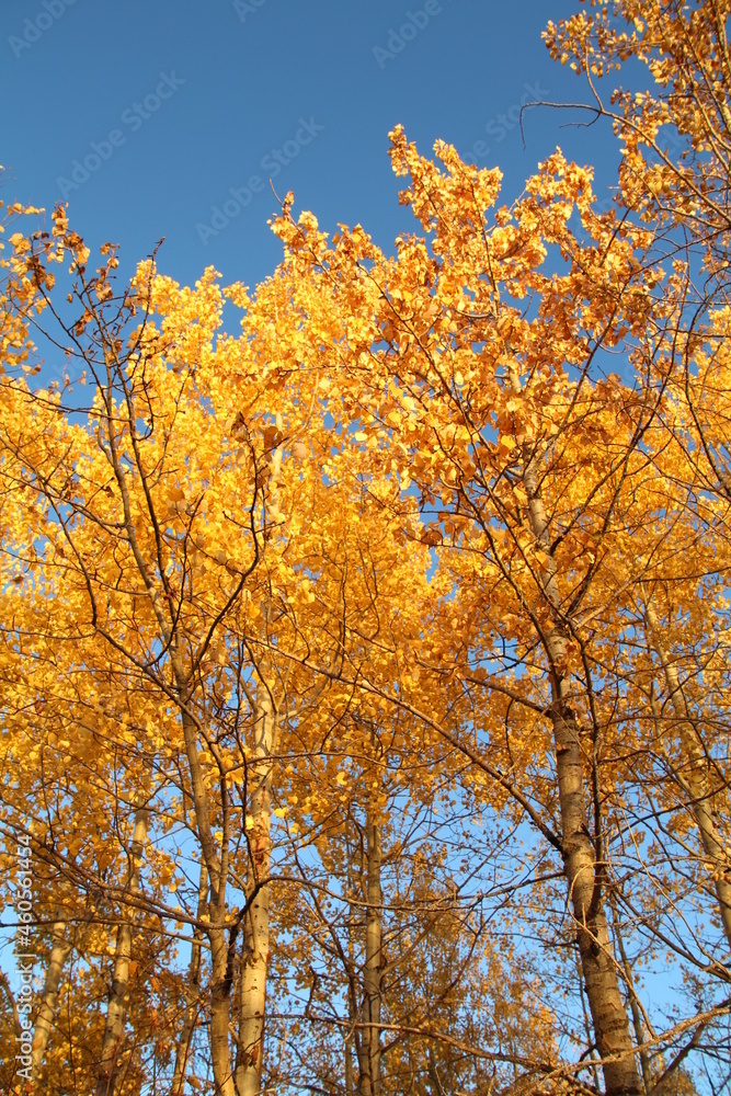 Fototapeta premium Autumn Above us, Elk Island National Park, Alberta