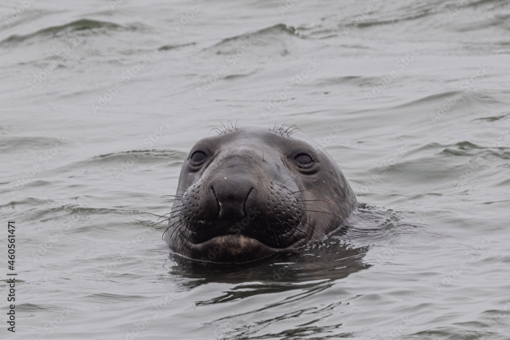 Fototapeta premium Close up of a Northern elephant seal, seen in the wild in North California