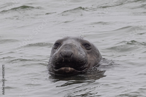 Close up of a Northern elephant seal, seen in the wild in North California